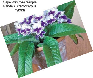 Cape Primrose ‘Purple Panda\' (Streptocarpus hybrid)