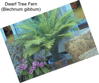 Dwarf Tree Fern (Blechnum gibbum)
