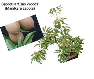 Sapodilla ‘Silas Woods\' (Manilkara zapota)