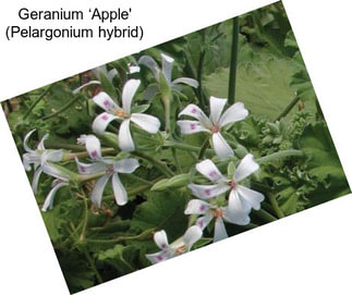 Geranium ‘Apple\' (Pelargonium hybrid)