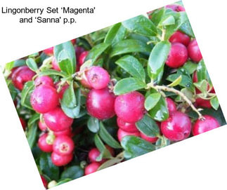 Lingonberry Set ‘Magenta\' and ‘Sanna\' p.p.