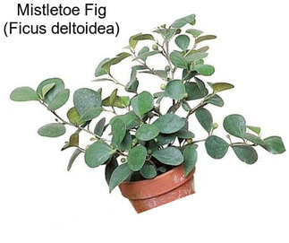 Mistletoe Fig (Ficus deltoidea)