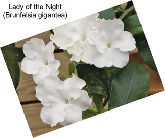 Lady of the Night (Brunfelsia gigantea)