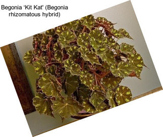 Begonia ‘Kit Kat\' (Begonia rhizomatous hybrid)