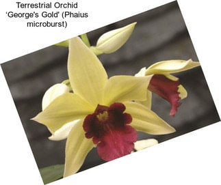 Terrestrial Orchid ‘George\'s Gold\' (Phaius microburst)