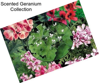 Scented Geranium Collection