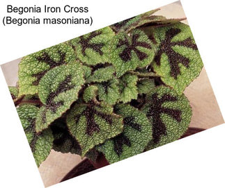Begonia Iron Cross (Begonia masoniana)