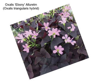 Oxalis ‘Ebony\' Alluretm (Oxalis triangularis hybrid)