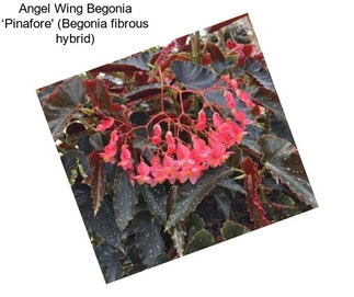 Angel Wing Begonia ‘Pinafore\' (Begonia fibrous hybrid)