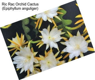 Ric Rac Orchid Cactus (Epiphyllum anguliger)