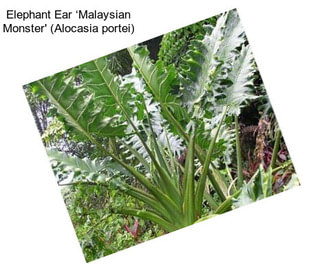Elephant Ear ‘Malaysian Monster\' (Alocasia portei)