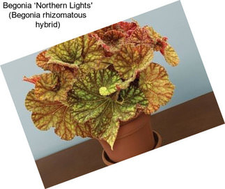 Begonia ‘Northern Lights\' (Begonia rhizomatous hybrid)
