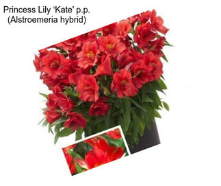 Princess Lily ‘Kate\' p.p. (Alstroemeria hybrid)