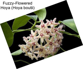 Fuzzy-Flowered Hoya (Hoya boutii)