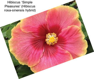 Hibiscus ‘Simple Pleasures\' (Hibiscus rosa-sinensis hybrid)