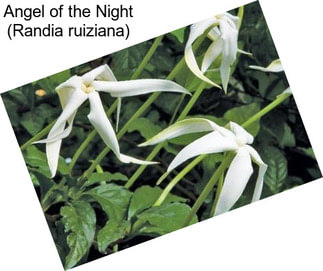 Angel of the Night (Randia ruiziana)