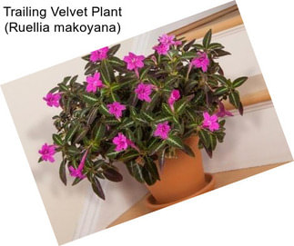 Trailing Velvet Plant (Ruellia makoyana)