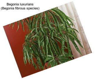 Begonia luxurians (Begonia fibrous species)