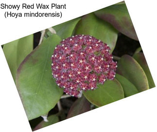Showy Red Wax Plant (Hoya mindorensis)