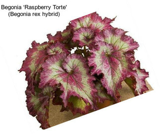 Begonia ‘Raspberry Torte\' (Begonia rex hybrid)
