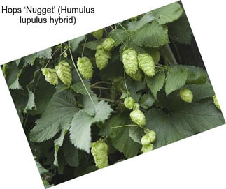 Hops ‘Nugget\' (Humulus lupulus hybrid)