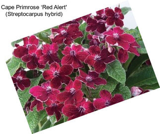 Cape Primrose ‘Red Alert\' (Streptocarpus hybrid)