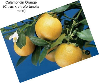 Calamondin Orange (Citrus x citrofortunella mitis)