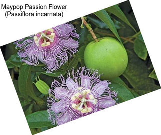 Maypop Passion Flower (Passiflora incarnata)