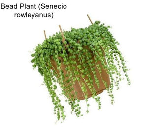 Bead Plant (Senecio rowleyanus)