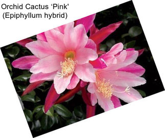 Orchid Cactus ‘Pink\' (Epiphyllum hybrid)