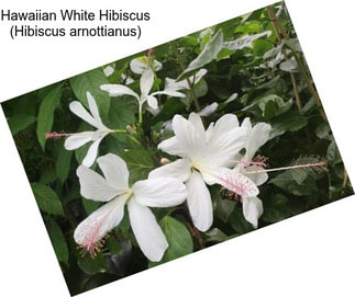 Hawaiian White Hibiscus (Hibiscus arnottianus)