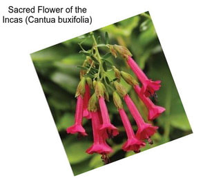 Sacred Flower of the Incas (Cantua buxifolia)