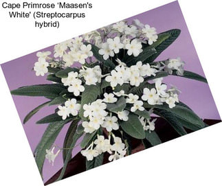 Cape Primrose ‘Maasen\'s White\' (Streptocarpus hybrid)