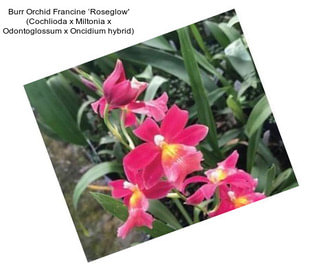 Burr Orchid Francine ‘Roseglow\' (Cochlioda x Miltonia x Odontoglossum x Oncidium hybrid)