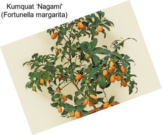 Kumquat ‘Nagami\' (Fortunella margarita)