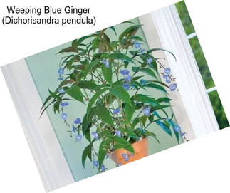 Weeping Blue Ginger (Dichorisandra pendula)