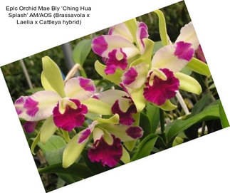 Eplc Orchid Mae Bly ‘Ching Hua Splash\' AM/AOS (Brassavola x Laelia x Cattleya hybrid)
