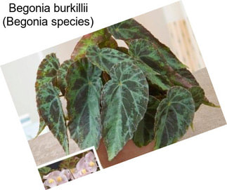Begonia burkillii (Begonia species)