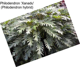 Philodendron ‘Xanadu\' (Philodendron hybrid)