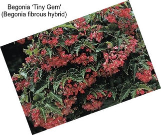 Begonia ‘Tiny Gem\' (Begonia fibrous hybrid)