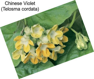 Chinese Violet (Telosma cordata)