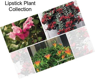 Lipstick Plant Collection