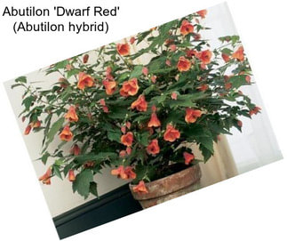Abutilon \'Dwarf Red\' (Abutilon hybrid)