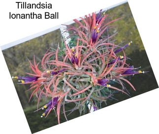 Tillandsia Ionantha Ball