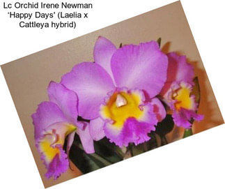Lc Orchid Irene Newman ‘Happy Days\' (Laelia x Cattleya hybrid)