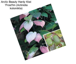 Arctic Beauty Hardy Kiwi ‘Frost\'tm (Actinidia kolomikta)