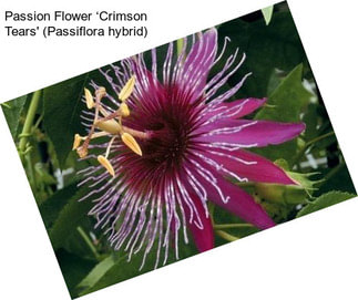 Passion Flower ‘Crimson Tears\' (Passiflora hybrid)