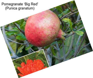 Pomegranate ‘Big Red\' (Punica granatum)