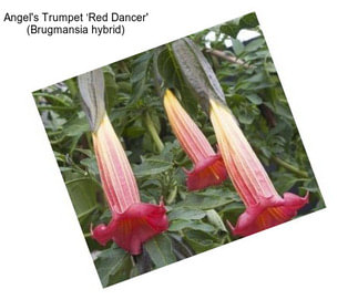 Angel\'s Trumpet ‘Red Dancer\' (Brugmansia hybrid)