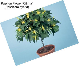 Passion Flower ‘Citrina\' (Passiflora hybrid)